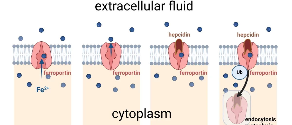 Diagram of hepcidin-ferroportin interaction: 4 panels