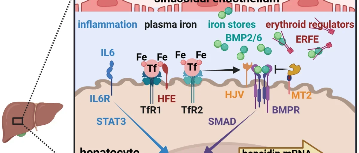 Regulation of hepcidin transcription