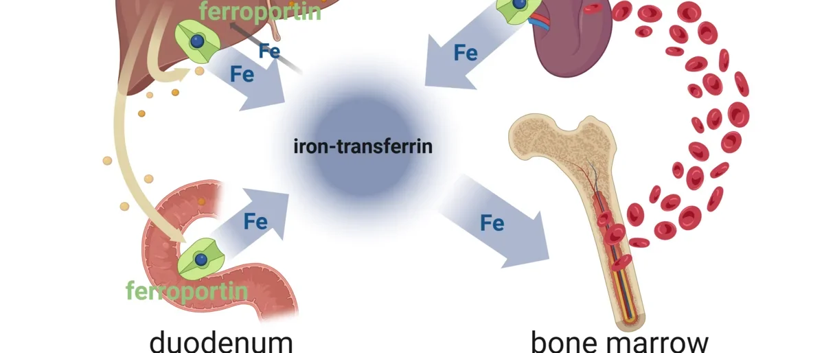 Diagram of systemic iron homeostasis