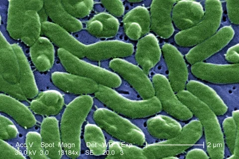 vibrio vulnificus