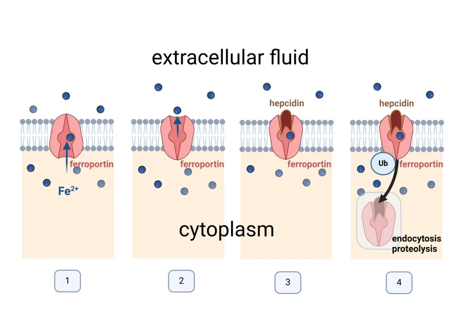 Diagram of hepcidin-ferroportin interaction: 4 panels