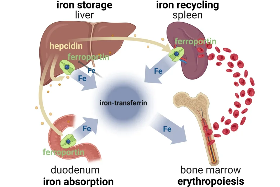Diagram of systemic iron homeostasis